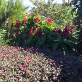 Local Businesses Exotic designs landscaping in New Smyrna Beach FL