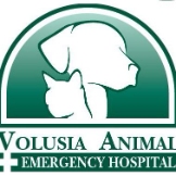 Local Businesses Beville Animal Hospital in South Daytona FL