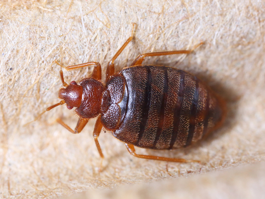 Are Bed Bugs Haunting You? Imperial Pest Prevention can help!